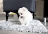 Puppies for sale France, Calais Pomeranian Spitz