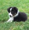 Puppies for sale Ireland, Cork Sheltie (Shetland Sheepdog)