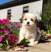 Puppies for sale Ireland, Cork Havanese