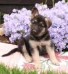 Puppies for sale Spain, Cordoba German Shepherd Dog