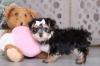 Puppies for sale Ireland, Cork Mixed breed, Morkie