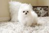Puppies for sale Czech Republic, Olomouc Pomeranian Spitz