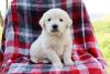 Puppies for sale Spain, Badalona Golden Retriever