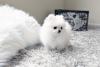 Puppies for sale Spain, Figeyras Pomeranian Spitz
