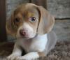 Puppies for sale Netherlands, Hemstede Beagle