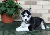 Puppies for sale Germany, Kayzerslauten Haski, Siberian husky