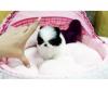 Puppies for sale Germany, Trier Pomeranian Spitz