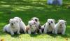 Puppies for sale Cyprus, Paphos English Bulldog