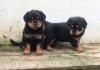 Puppies for sale Germany, Kayzerslauten Rottweiler