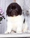 Puppies for sale Ireland, Cork Newfoundland