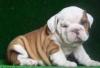 Puppies for sale Cyprus, Limassol English Bulldog