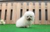 Puppies for sale Netherlands, Amsterdam Pomeranian Spitz