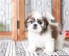 Puppies for sale Netherlands, Amsterdam Shih Tzu