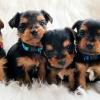 Puppies for sale Germany, Kayzerslauten Yorkshire Terrier