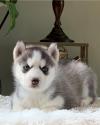 Puppies for sale Netherlands, Maastricht , Siberian Husky
