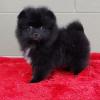 Puppies for sale Germany, Kayzerslauten Pomeranian Spitz