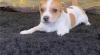 Puppies for sale Spain, Guadalajara Jack Russell Terrier