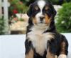 Puppies for sale Finland, Oulu Bernese Mountain Dog