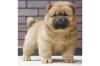 Puppies for sale Lithuania, Vilnius Chow Chow