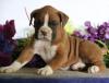 Puppies for sale Spain, Madrid Boxer