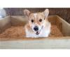 Puppies for sale Sweden, Stockholm , Welsh Corgi Pembroke