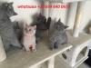 Kittens for sale Cyprus, Nicosia British Shorthair