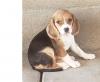 Puppies for sale Finland, Turks Beagle