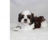 Puppies for sale Sweden, Helsingborg Shih Tzu