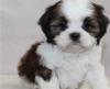 Puppies for sale Sweden, Malmo Shih Tzu