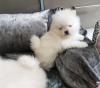 Puppies for sale Germany, Cologne Pomeranian Spitz