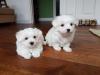 Puppies for sale Germany, Munich Maltese