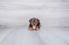 Puppies for sale USA, Idaho Yorkshire Terrier