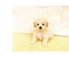 Puppies for sale Sweden, Malmo , Cavapoo