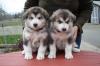 Puppies for sale Germany, Munich Other breed, Alaskan Malamute