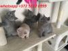 Kittens for sale Sweden, Helsingborg British Shorthair