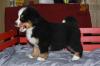 Puppies for sale Germany, Munich Bernese Mountain Dog
