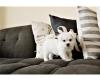 Puppies for sale Sweden, Helsingborg Maltese