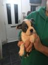 Puppies for sale Germany, Wismar Boston Terrier