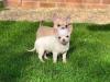Puppies for sale Germany, Munich Chihuahua