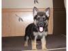 Puppies for sale Germany, Berlin German Shepherd Dog