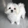 Puppies for sale Spain, Valencia Maltese