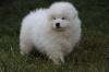 Puppies for sale Germany, Wiesbaden Samoyed dog (Samoyed)