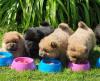 Puppies for sale Germany, Berlin Pomeranian Spitz