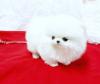 Puppies for sale Cyprus, Nicosia Pomeranian Spitz