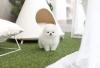 Puppies for sale Spain, Madrid Pomeranian Spitz