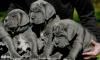 Puppies for sale Netherlands, Eindhoven Neapolitan Mastiff