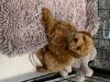 Puppies for sale Cyprus, Nicosia Toy-poodle