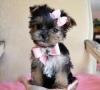 Puppies for sale Denmark, Kopenagen , mokie