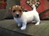 Puppies for sale Netherlands, The Hague Jack Russell Terrier
