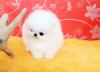 Puppies for sale Cyprus, Limassol Pomeranian Spitz